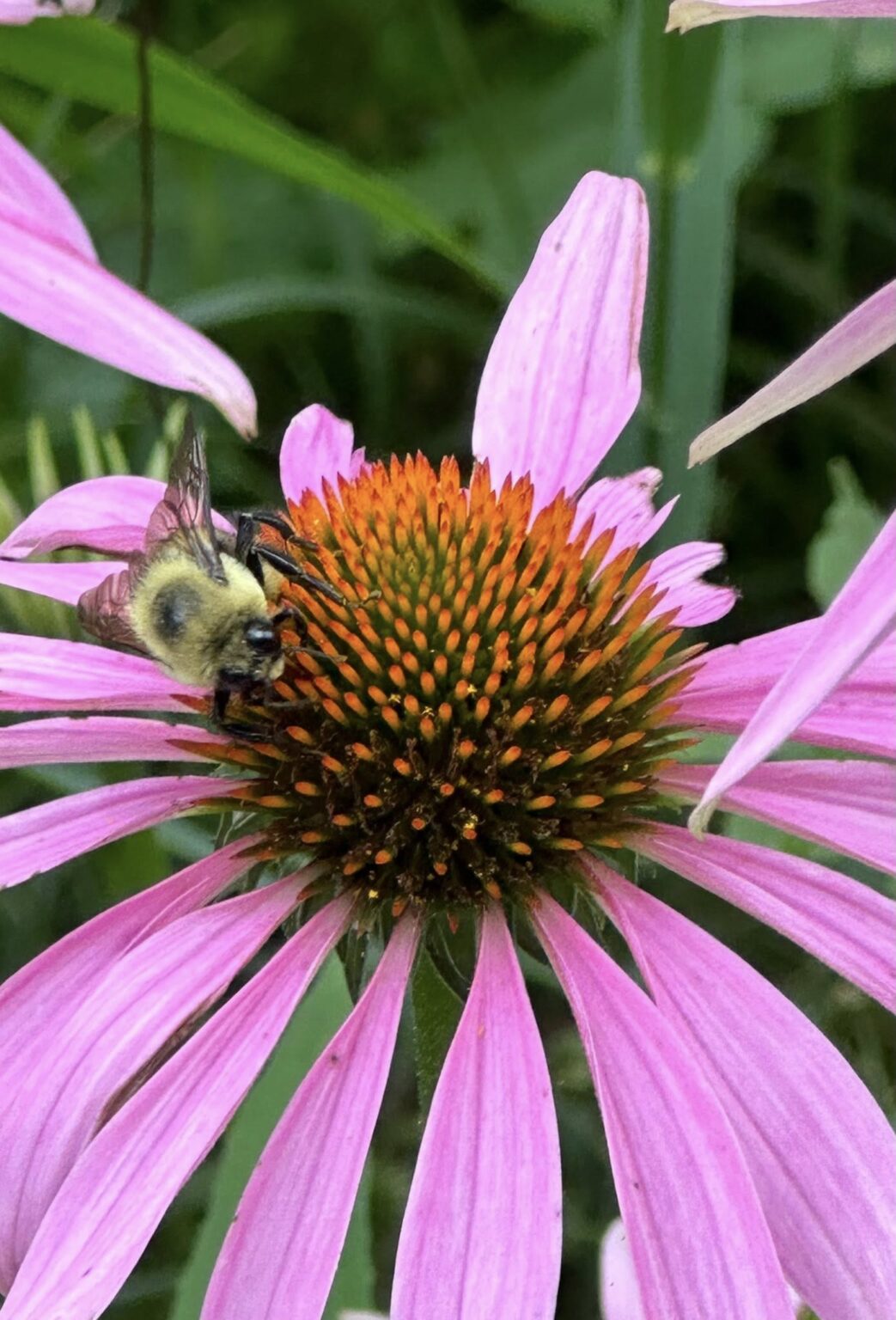 Bee pollinating a native purple coneflower