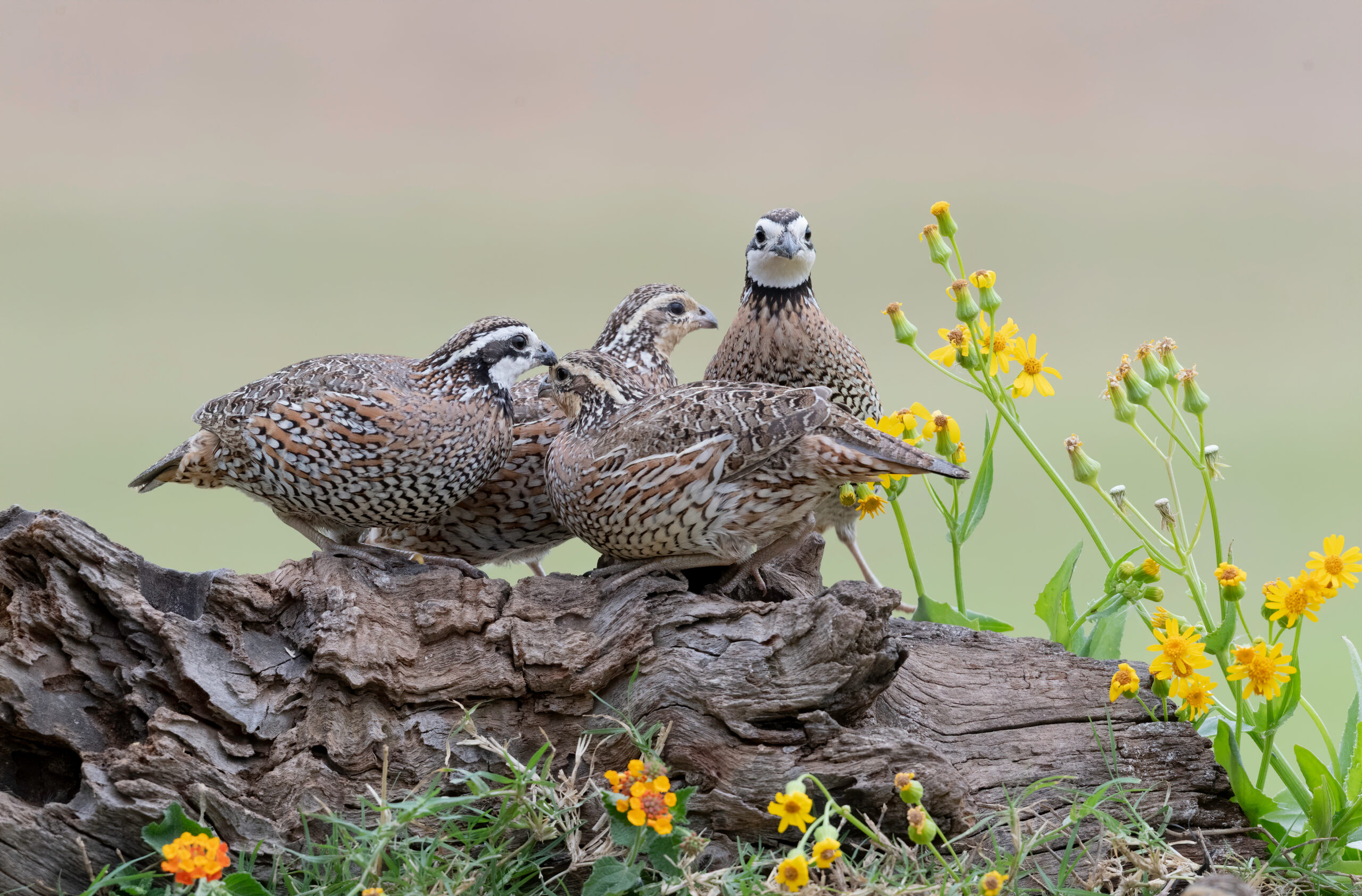 Native bird on prairie plant
