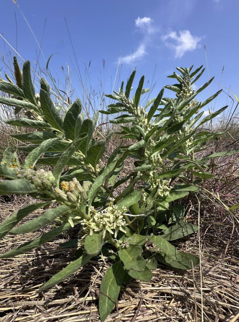 Zizotes Milkweed ID up close entire plant with basic background on Tejas Prairie, South Texas. 