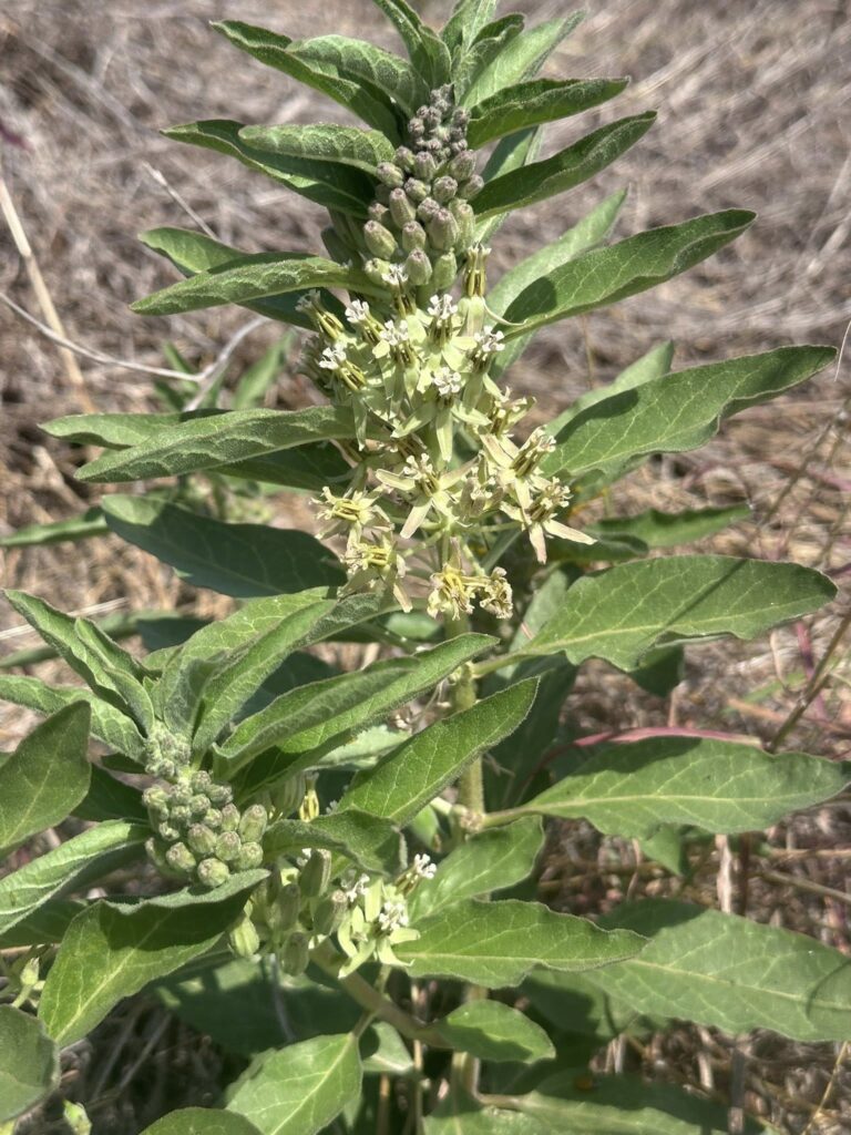 The Plant That Started It All: Meet Zizotes Milkweed