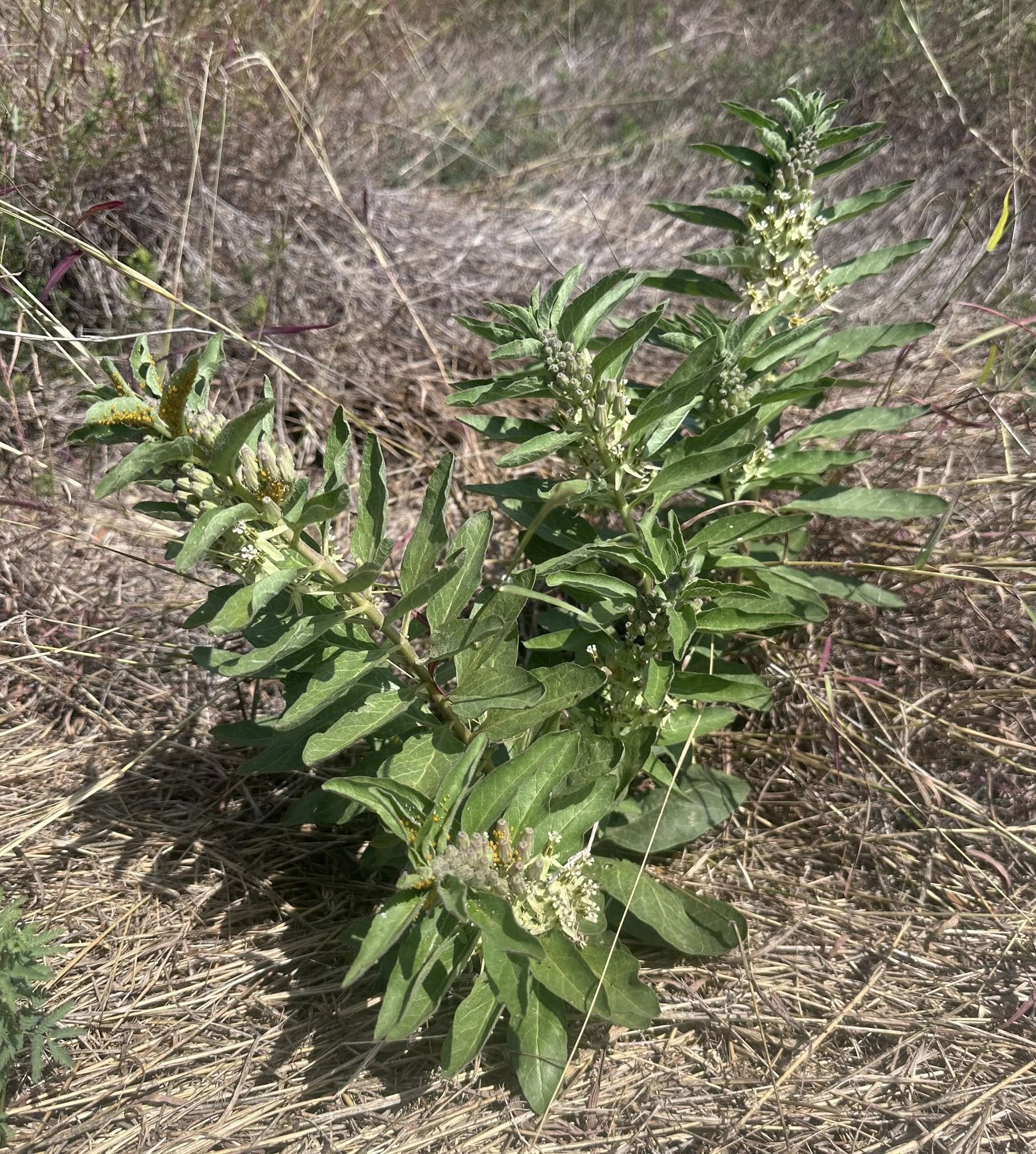 Zizotes milkweed, South Texas native