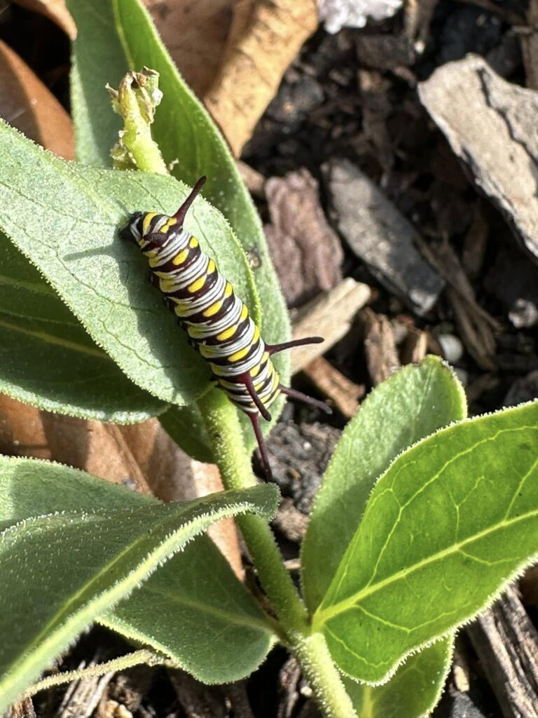 queen caterpillar feeding on zizotes milkweed leaves at Tejas Prairie South Texas.