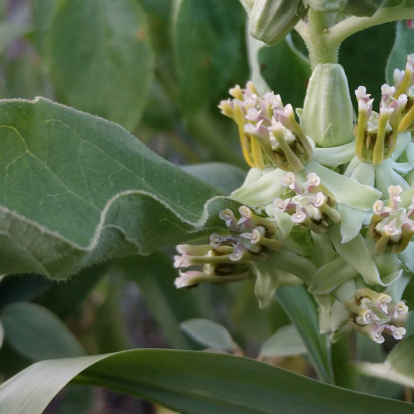 Close up of Zizotes milkweed flower bloom. 